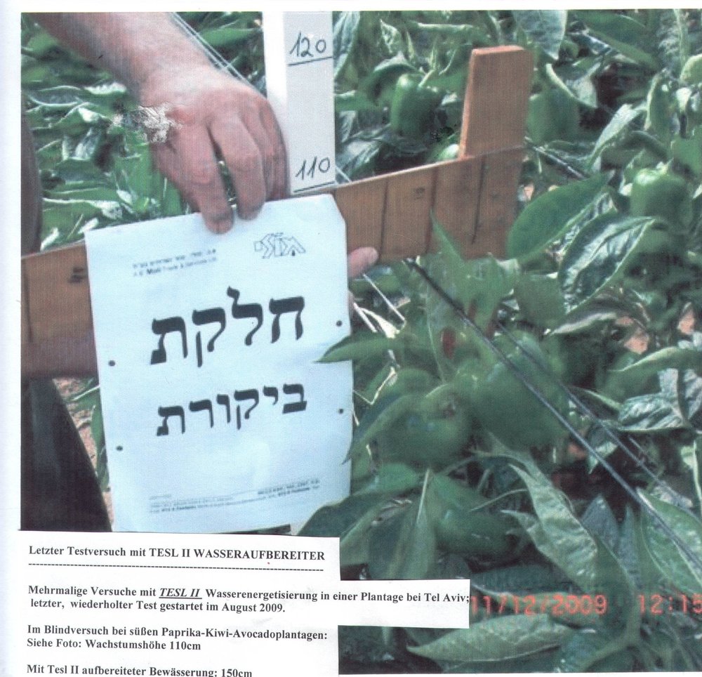Blindversuch ohne TESL II, Pflanzenhöhe 110 cm, Tel Aviv 2009